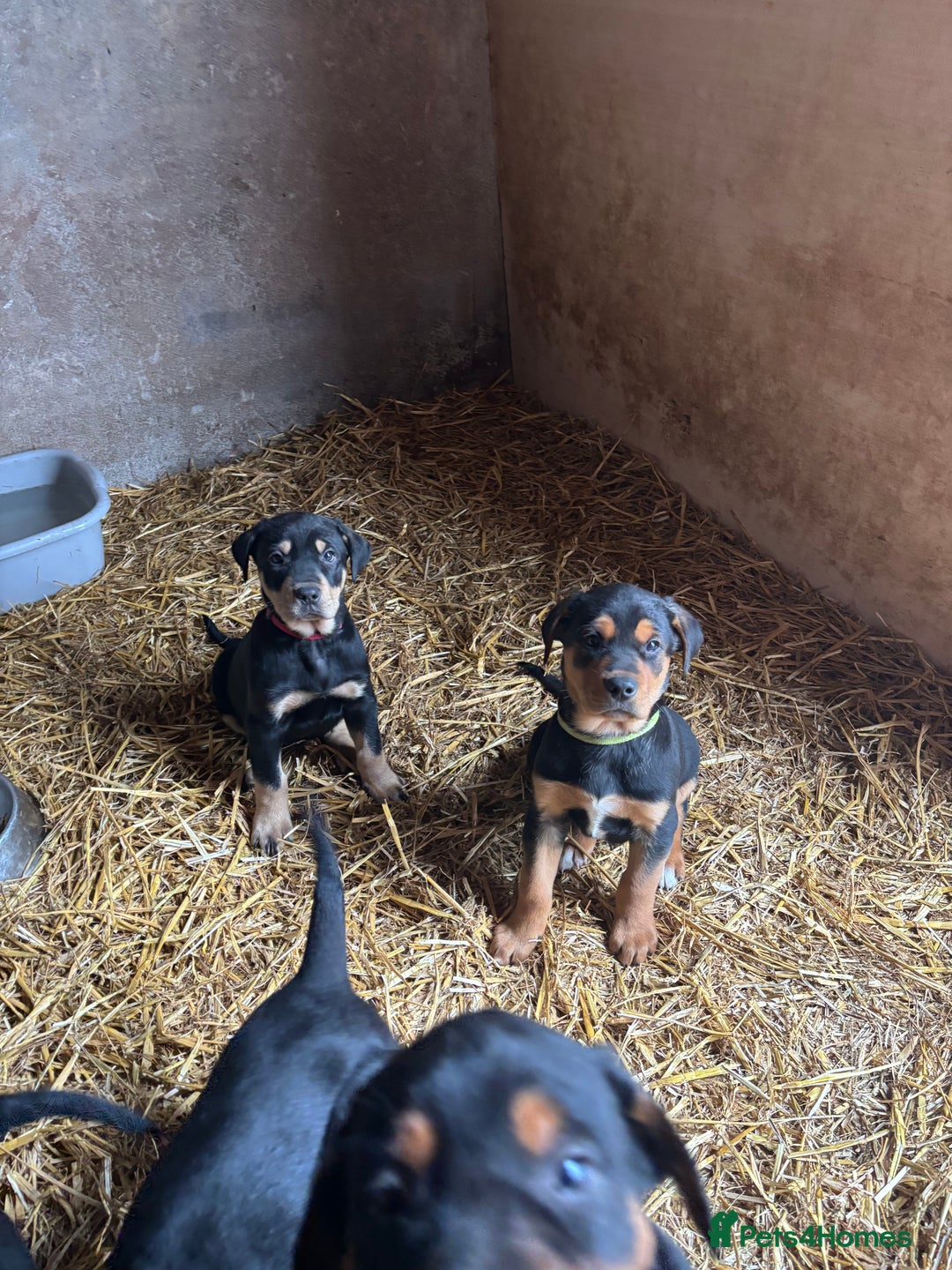 Huntaway dogs for sale: CHUNKY HUNTAWAY PUPPIES FOR SALE  - Image 11