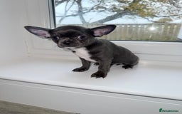Chihuahua dogs for sale: Stunning chihuahua litter  - Image 9