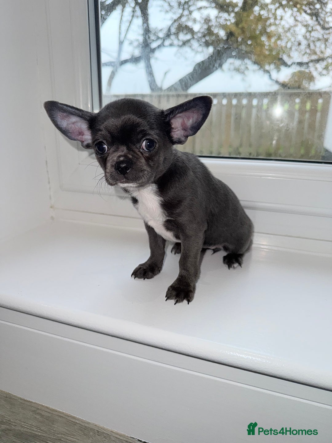 Chihuahua dogs for sale: Stunning chihuahua litter  - Image 9