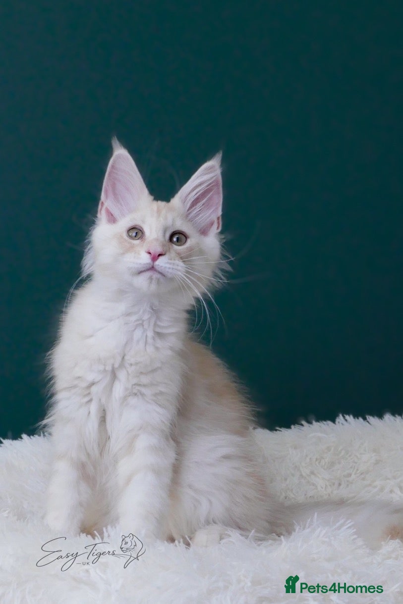 Maine Coon cats Only one beautiful boy left. Super sweet boy  - Advert 5