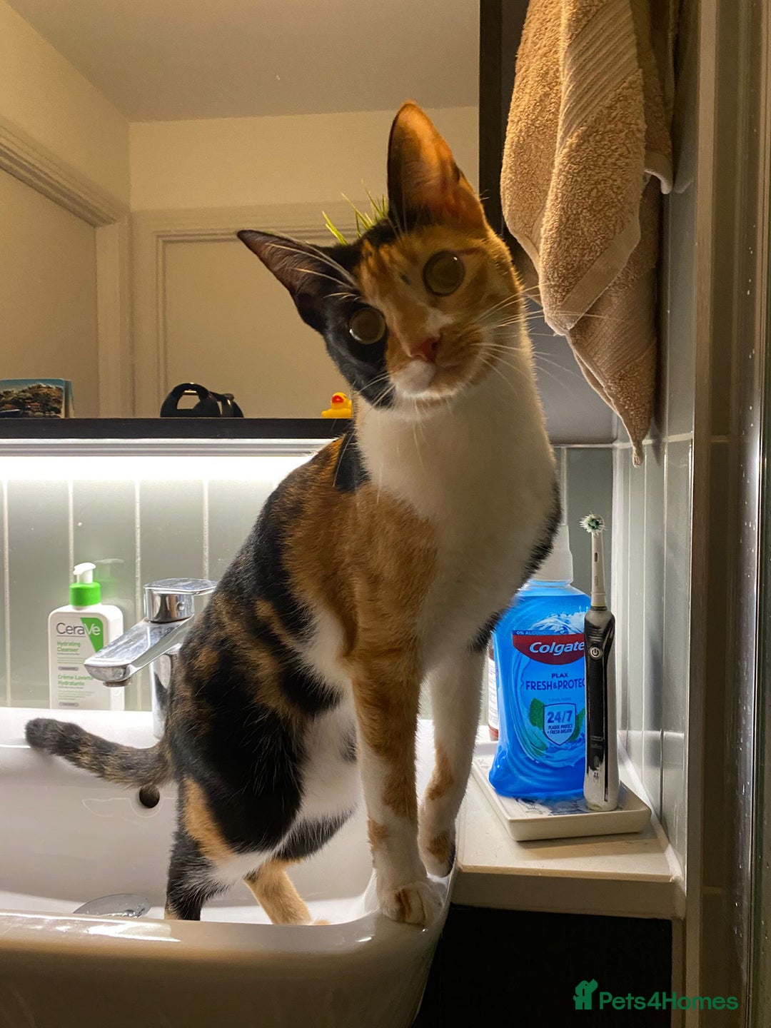 Mixed Breed cats for adoption: [Indoors Only] Mishu - Charming loving girl - Advert 8