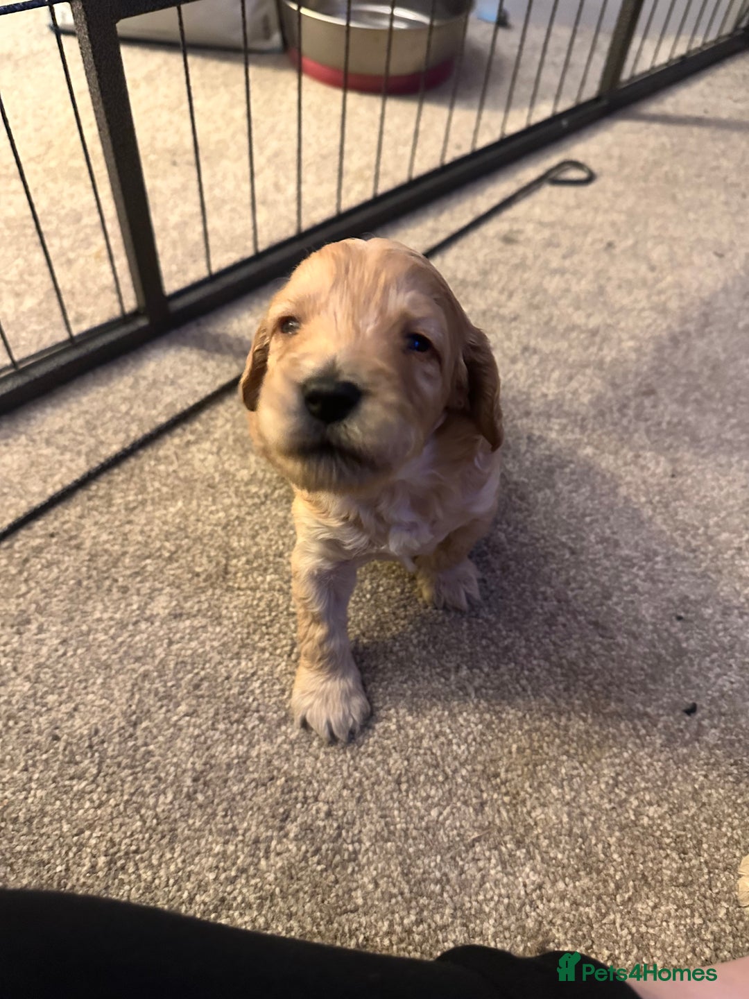 Cockapoo dogs for sale: Beautiful tiny cockapoos!  - Image 13