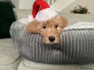 Mixed Breed dogs 10 gorgeous labradoodle pups - Advert 2