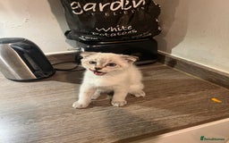 Scottish Fold cats for sale: Scottish Fold Kittens Ready for Loving Homes - Image 8