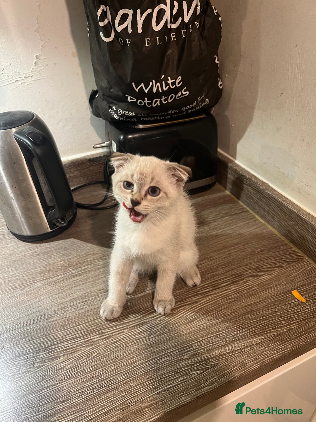 Scottish Fold cats for sale: Scottish Fold Kittens Ready for Loving Homes - Image 8