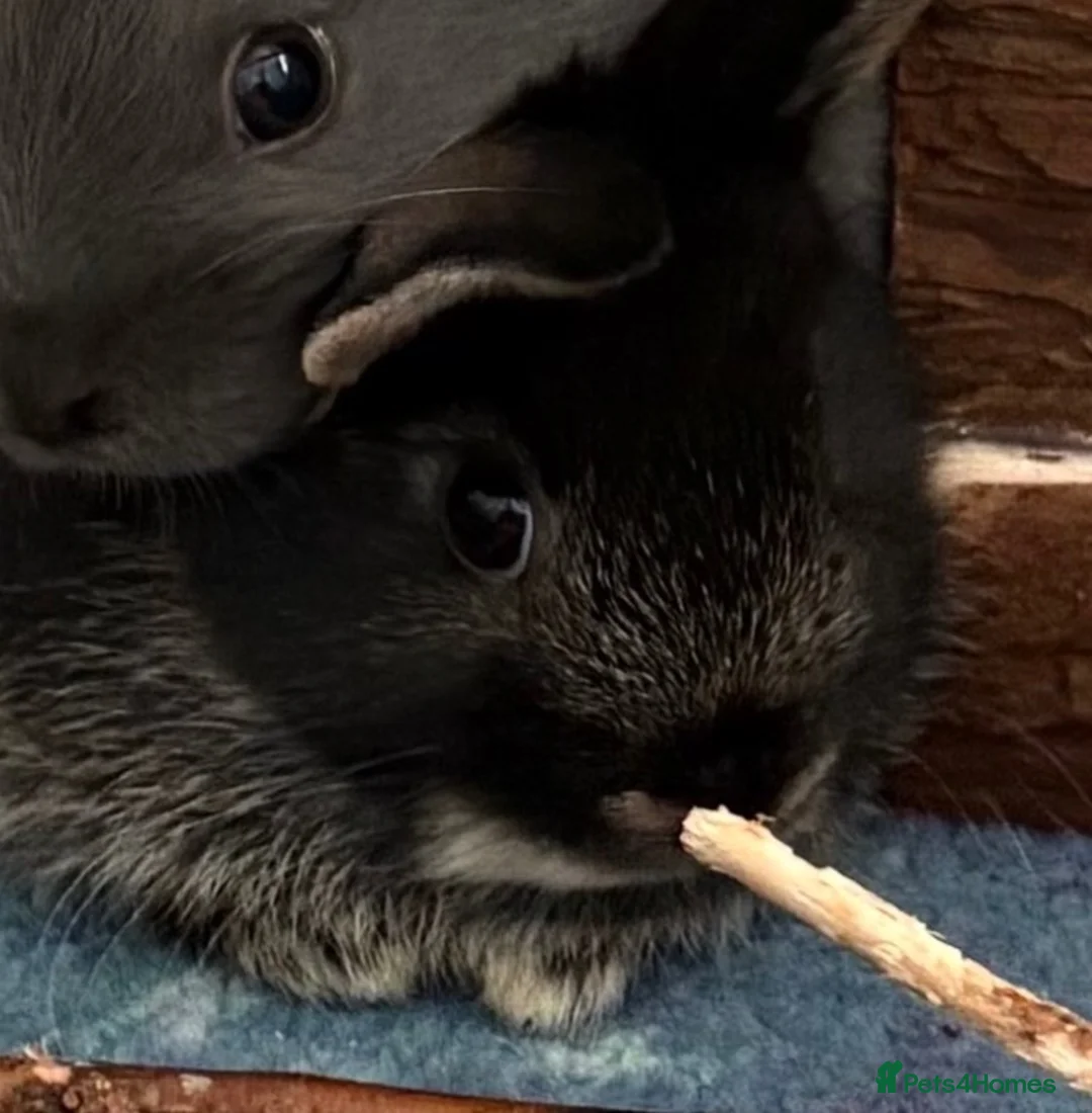 Netherland Dwarf rabbits for sale: Gorgeous Netherland Dwarf mix breed - Advert 3