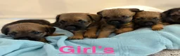 Border Terrier dogs for sale: Kc registered border terrier puppies - Advert 4