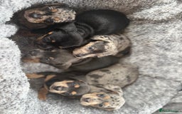 Miniature Dachshund dogs for sale: Minature dachound puppies  - Image 6