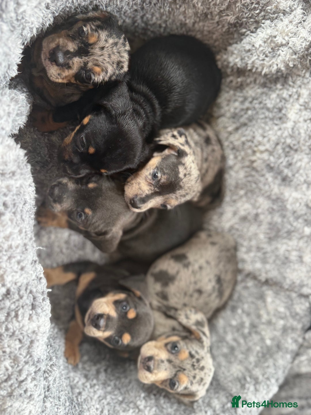 Miniature Dachshund dogs for sale: Minature dachound puppies  - Image 6