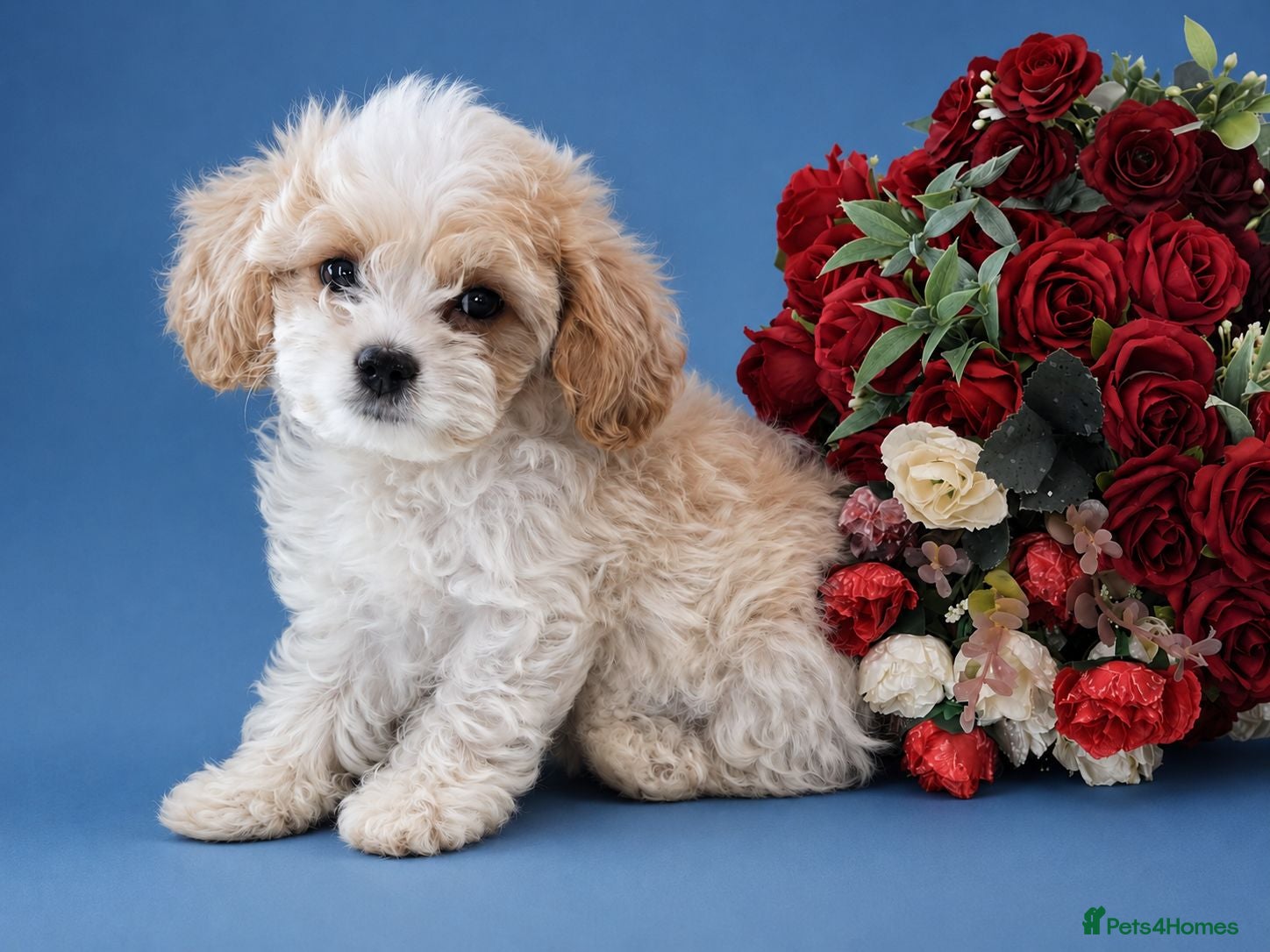 Cavapoochon dogs Extensively Health tested Ready to leave now 💕 - Advert 6