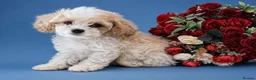 Cavapoochon dogs for sale: Extensively Health tested Ready to leave now 💕 - Advert 5