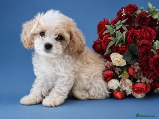 Cavapoochon dogs Extensively Health tested Ready to leave now 💕 - Advert 17