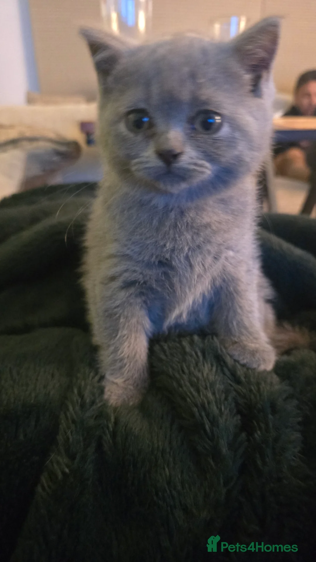 British Shorthair cats for sale: 6 british short hair ready to go  - Advert 26