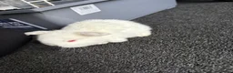 Mini Lion Lop rabbits for sale: Mini lion lops  - Advert 6