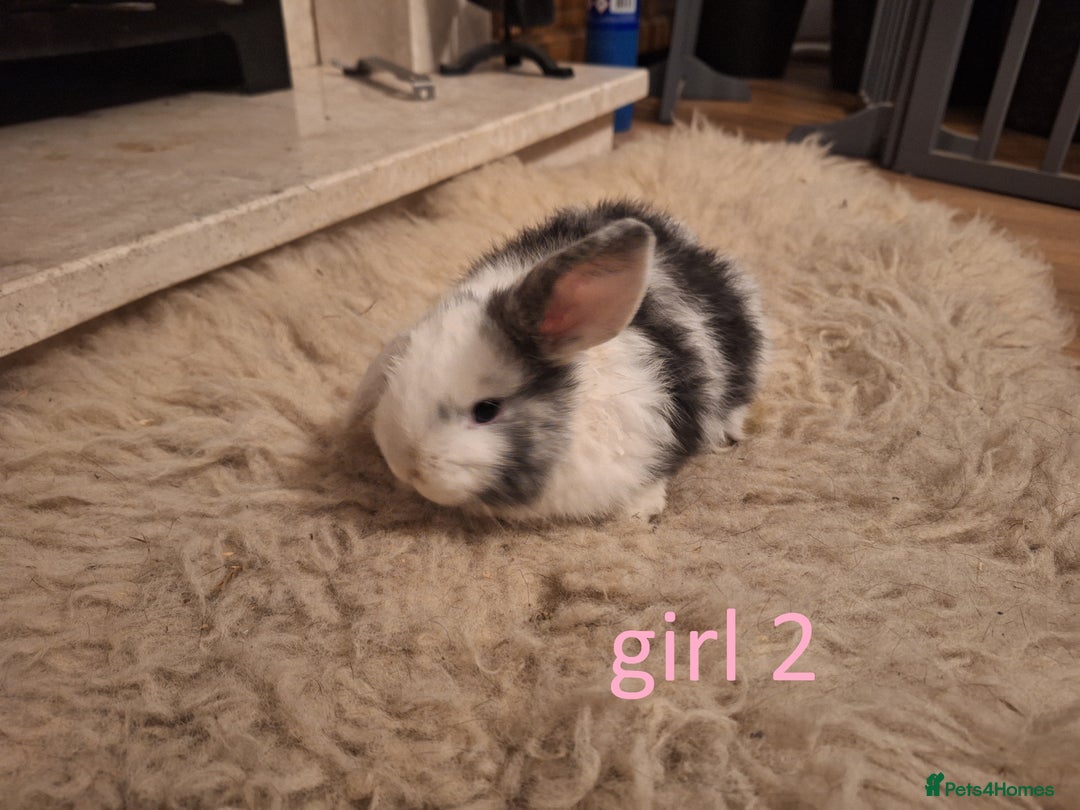 Mixed Breed rabbits for sale: 4 Beautiful minilop/lop baby rabbits 1 boy 3 girls - Advert 2