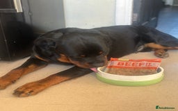 Rottweiler dogs for sale: 1 year old male Rottie for sale  - Advert 2