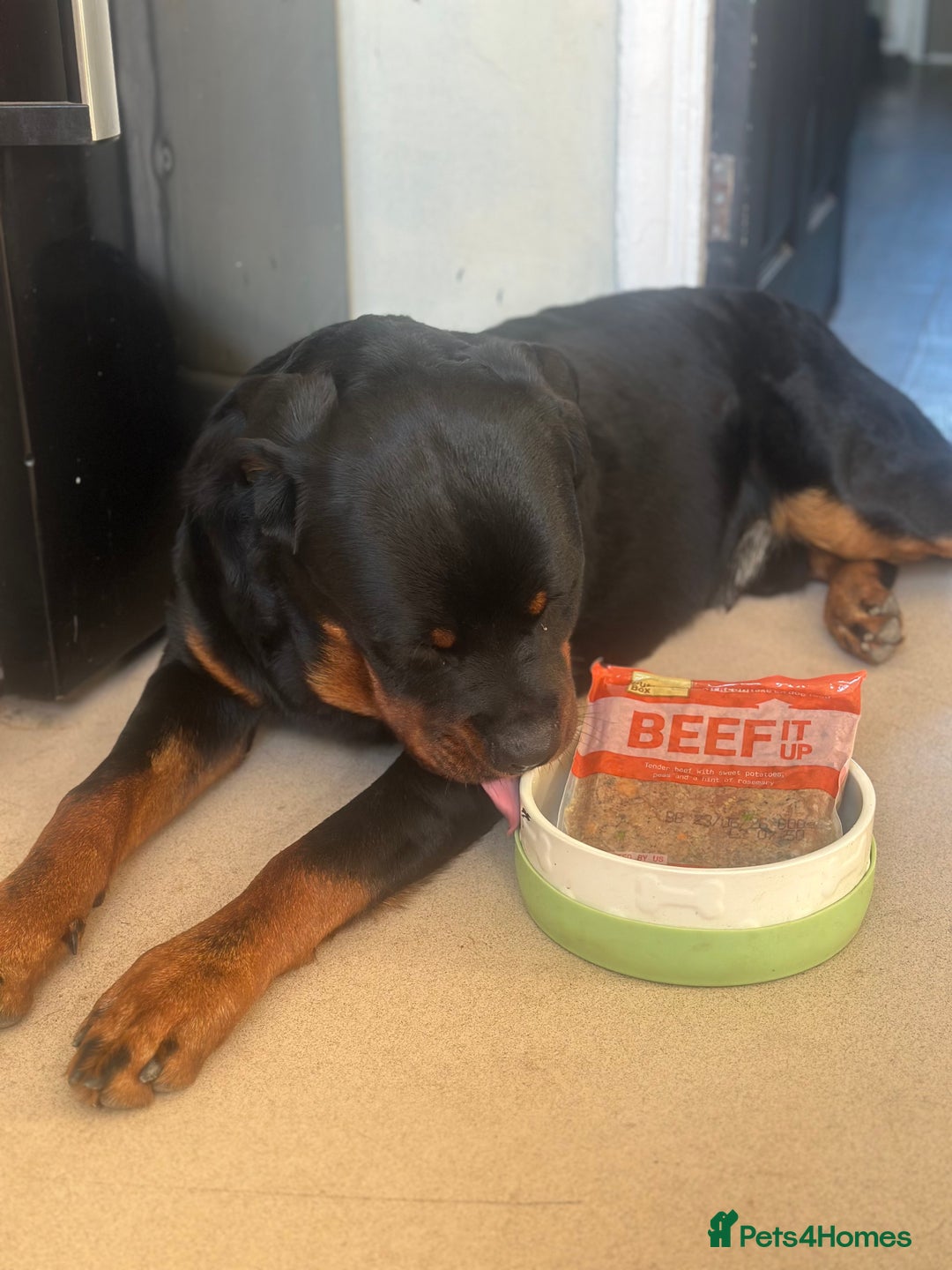Rottweiler dogs for sale: 1 year old male Rottie for sale  - Advert 2