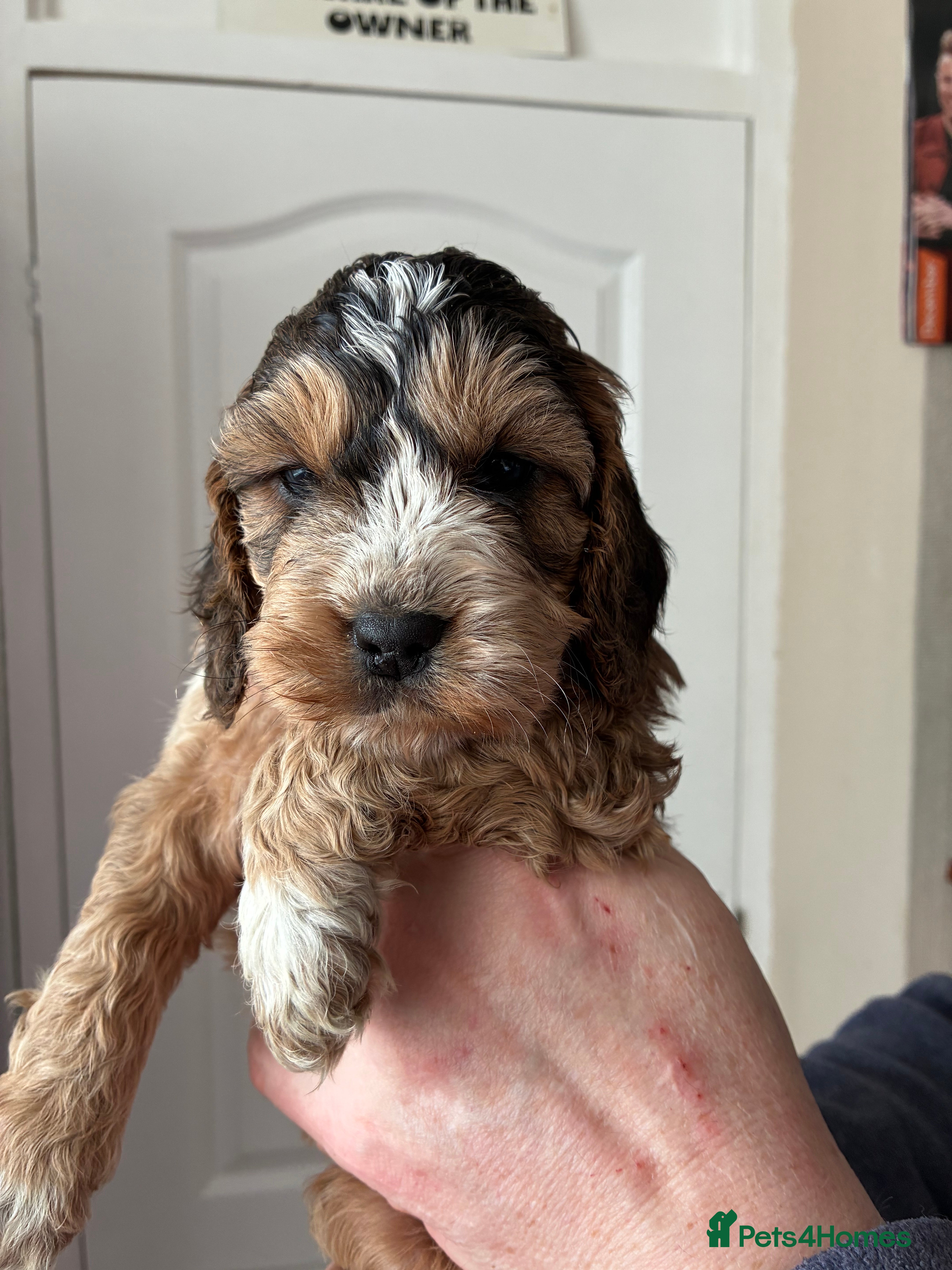 Cockapoo dogs Beautiful Cockerpoo puppies - Advert 1