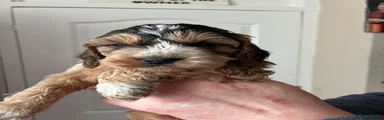 Cockapoo Puppy 6