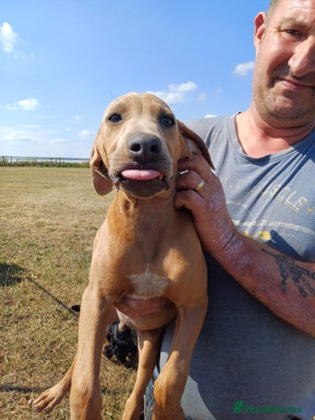 Mixed Breed dogs - Advert 11