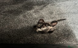 Mixed Breed cats for sale: 5 beautiful kittens ready for a new loving home  - Image 1