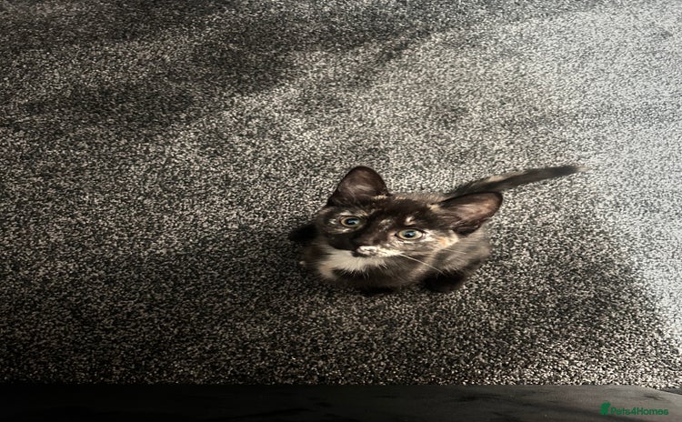 Mixed Breed cats - Advert 1