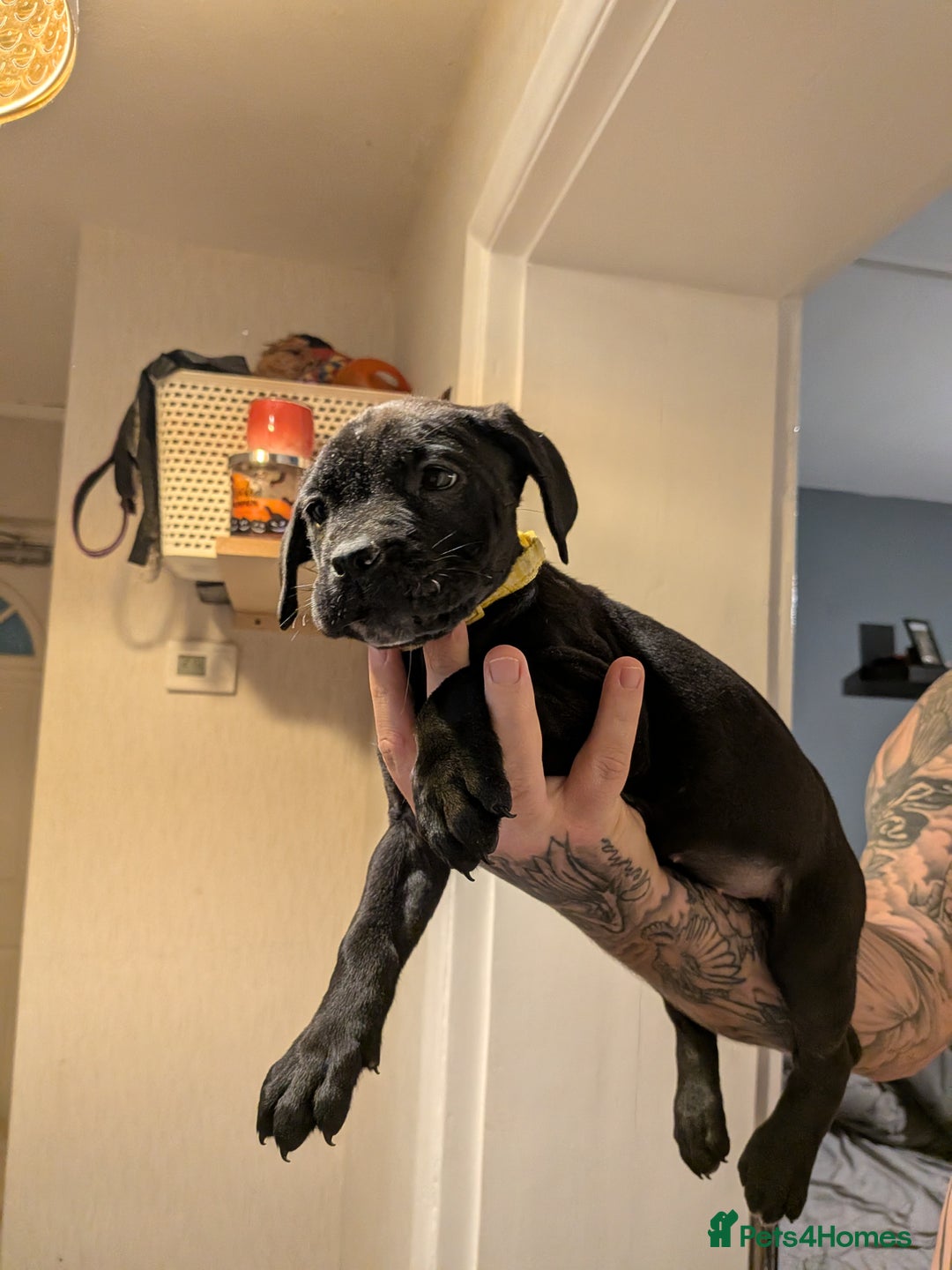 Cane Corso dogs for sale: Purebred champion bloodline cane corso - Image 20