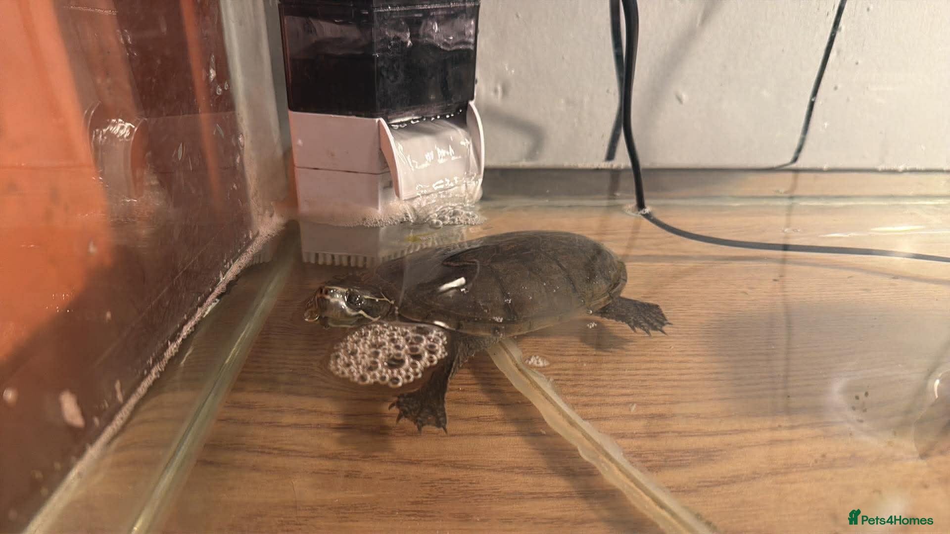 Terrapin reptiles Male common musk turtle  in Newcastle upon Tyne - Advert 1