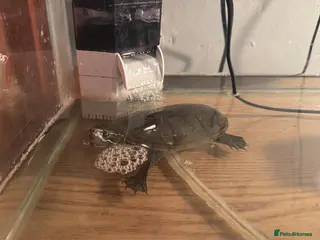 Terrapin reptiles Male common musk turtle in Newcastle upon Tyne - Advert 1