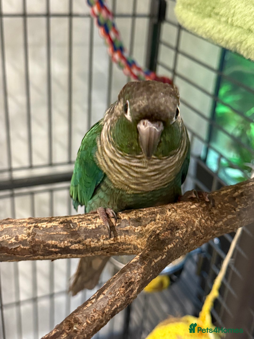 Conures birds for sale: Green cheeked conure - Advert 2