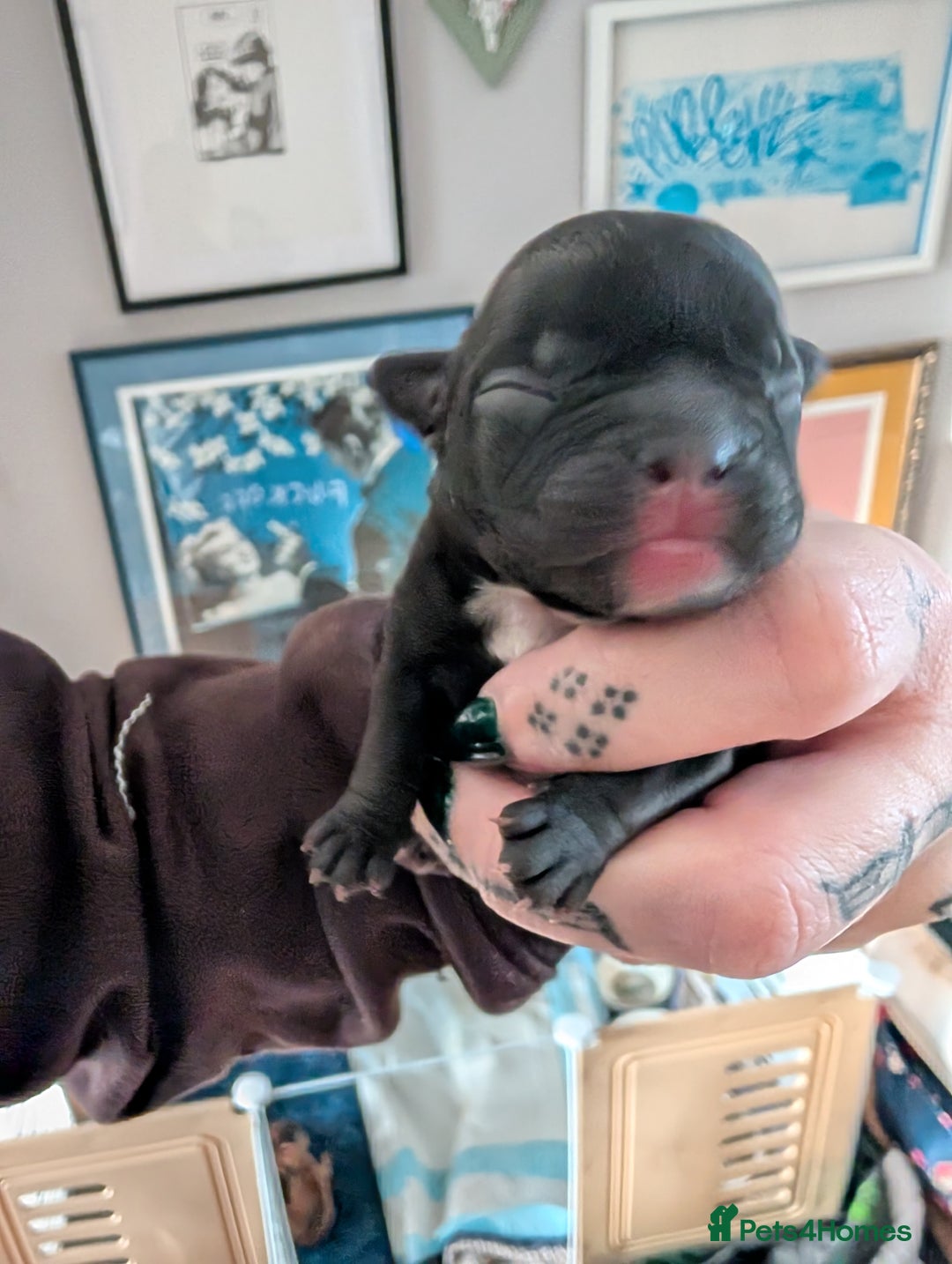 Mixed Breed dogs for sale: 75% Frenchie puppies - Advert 14