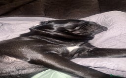 Pug dogs for sale: Pug 3yrs old  - Image 1
