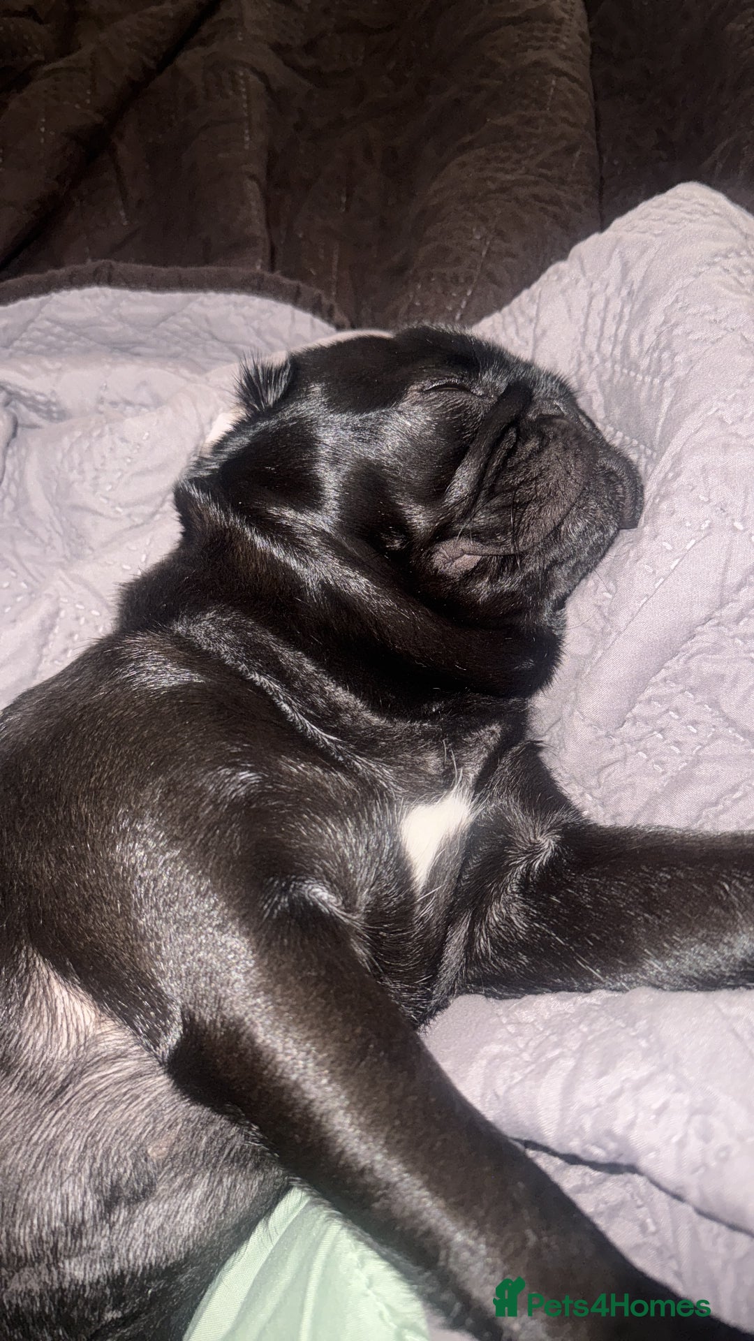 Pug dogs for sale: Pug 3yrs old  - Image 1