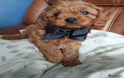 Cavapoo dogs for sale: Cavapoo puppies for sale - Image 6