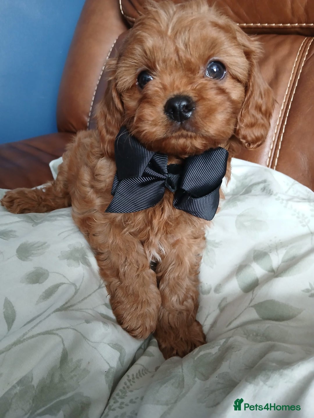 Cavapoo dogs for sale: Cavapoo puppies for sale - Image 6