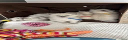 Ragdoll cats for sale: 4 beautiful blue point ragdoll kittens - Advert 15