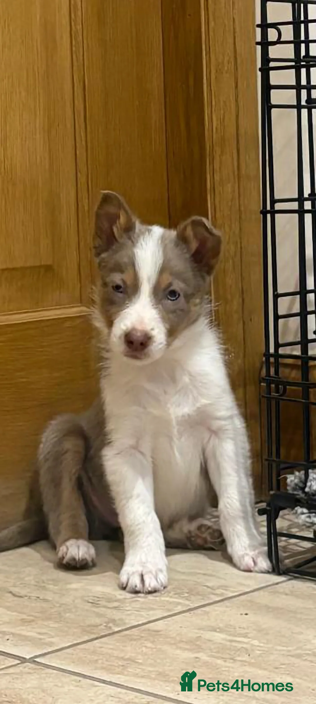 Border Collie dogs for sale: Border collie pups - Advert 2