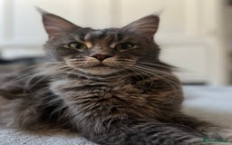Maine Coon cats for sale: TICA boy blue silver huge Maine coon male  - Advert 7