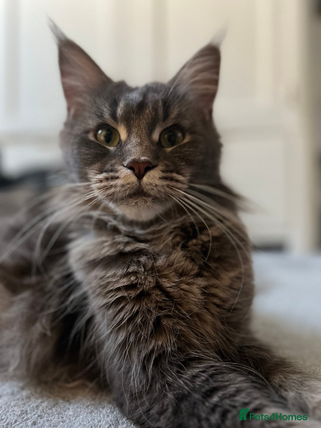 Maine Coon cats for sale: TICA boy blue silver huge Maine coon male  - Advert 7