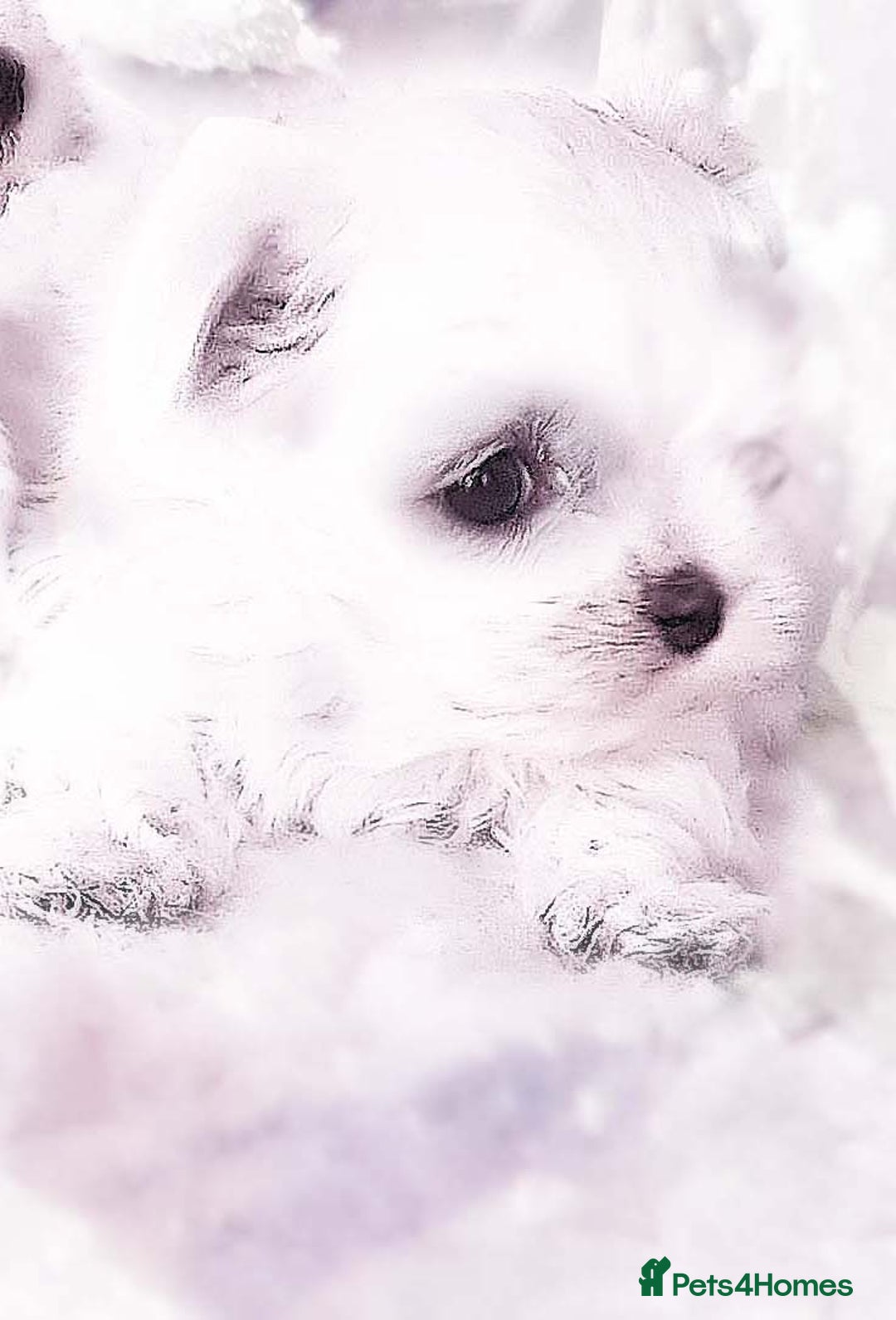 Maltese dogs for sale: Beautiful Maltese - Image 2