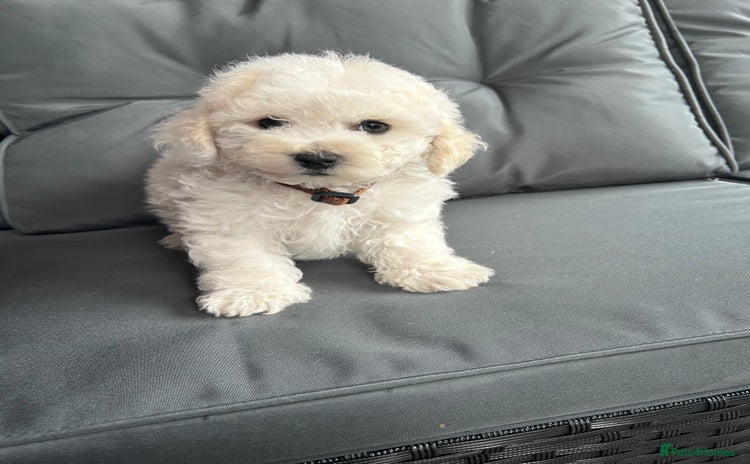 Bichon Frise dogs - Advert 1