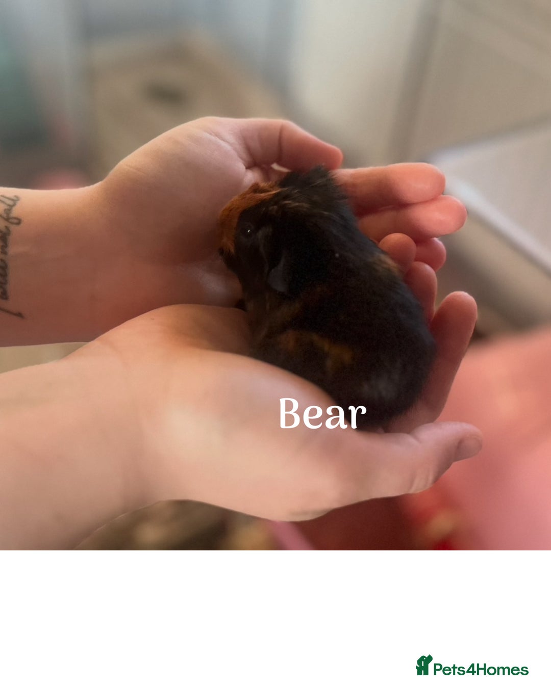 Guinea Pig rodents for sale: Male guinea pigs x3 - Advert 2