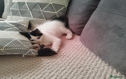 Ragdoll cats for sale: 5 ADORABLE RAGDOLL X KITTENS FOR SALE - Image 25