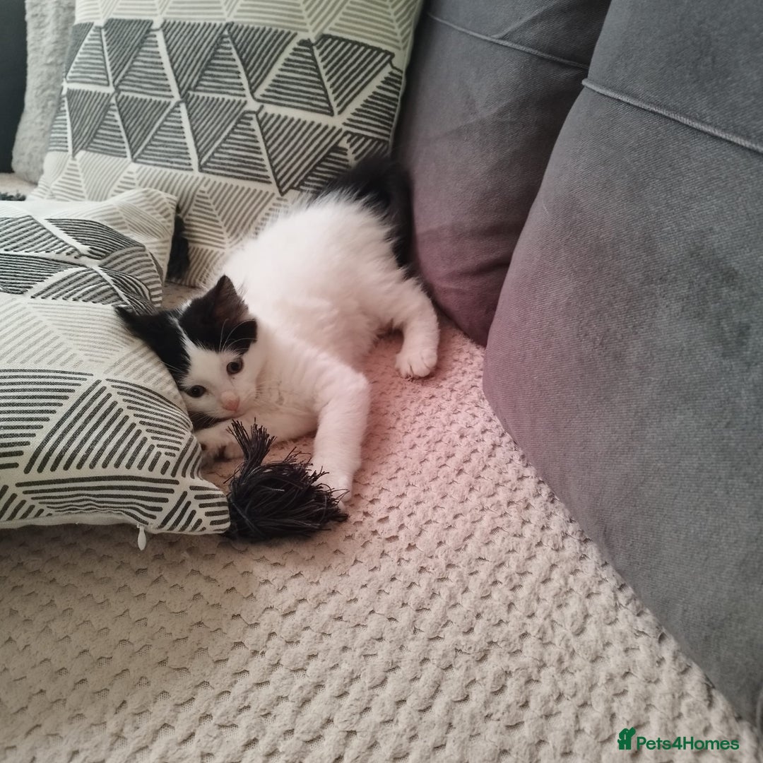 Ragdoll cats for sale: 5 ADORABLE RAGDOLL X KITTENS FOR SALE - Image 25