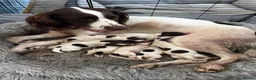 English Springer Spaniel dogs for sale: English Springer Spaniels in Swadlincote - Advert 3