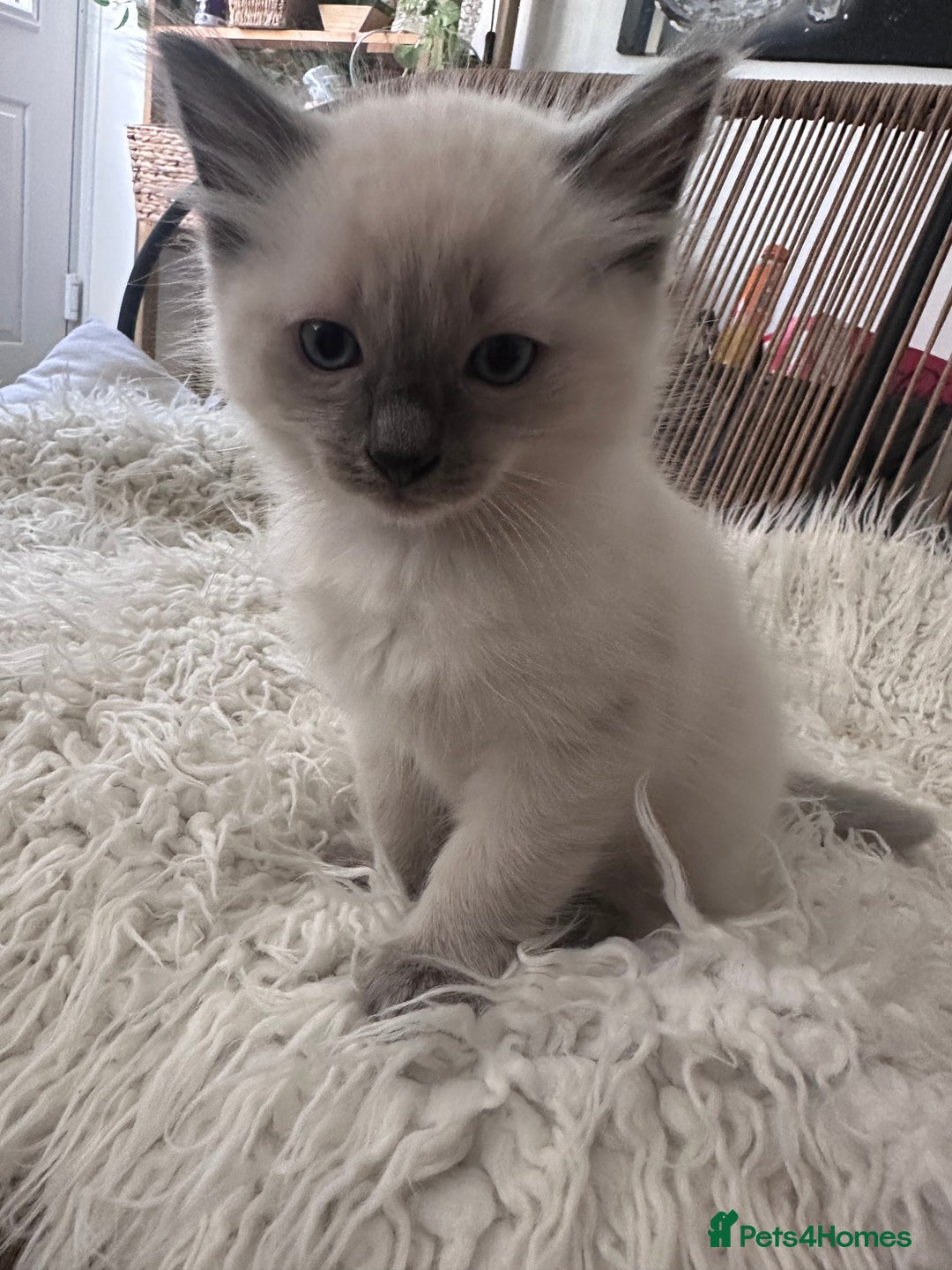 Ragdoll cats for sale: Beautiful Boy Dolls. 🐱 - Image 17