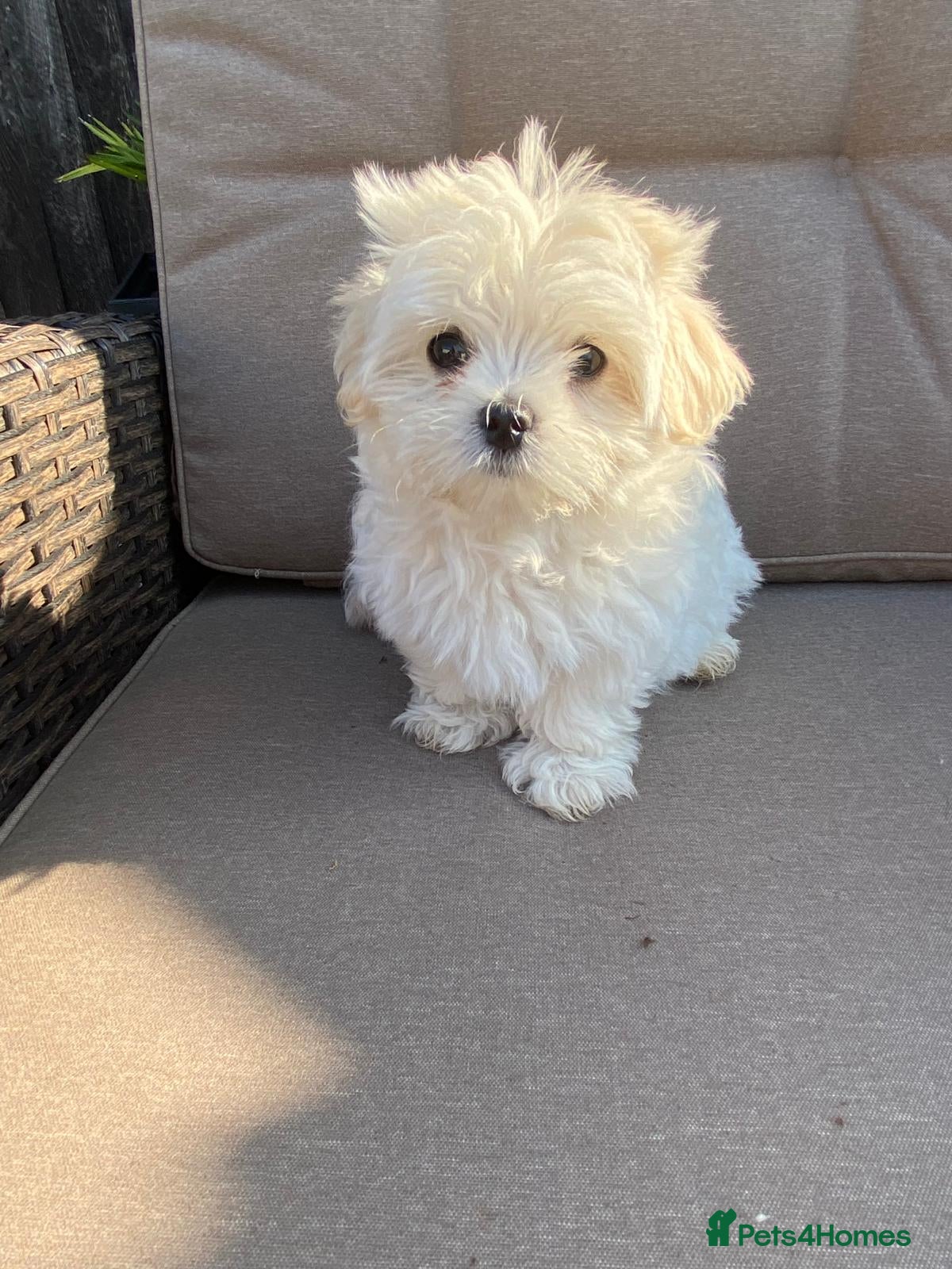 Maltipoo dogs 5⭐LAST GIRL❗️READY NOW❗️⭐️TINY MALTIPOO PUPPIES⭐️ - Advert 1