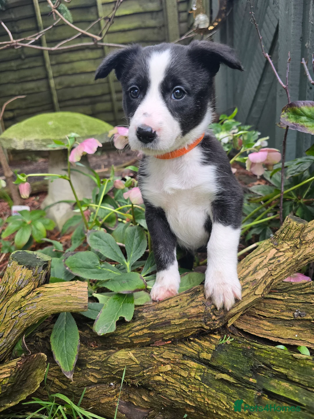 Mixed Breed dogs for sale: Working Bearded Collie cross Border Collie - Advert 4