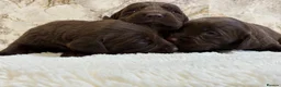 Cockerdor dogs for sale: Chunky Cockador puppies 🐶  - Advert 4