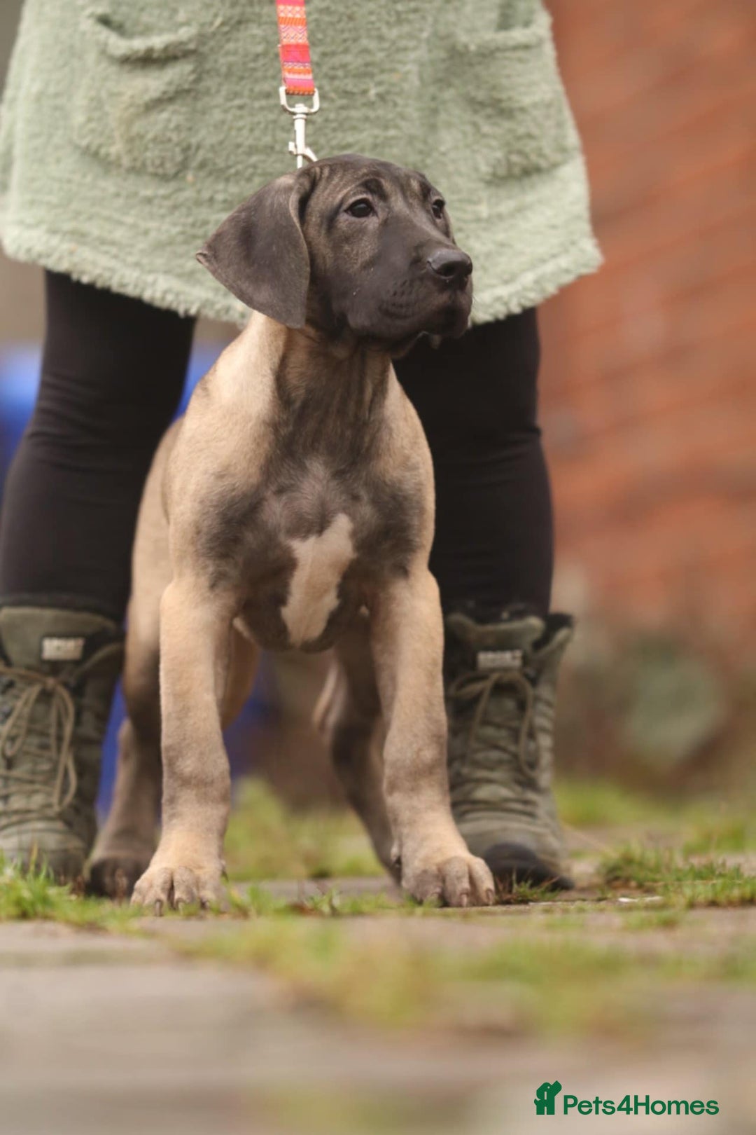 Presa Canario dogs for sale: Presa Canario pups  - Advert 7